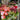 Fleurs fraîches