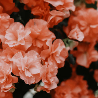 Fleurs artificielles