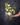 Bouquet lié / Piña colada