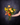 Bouquet lié / Tequila sunrise