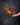 Bouquet lié / Sangria
