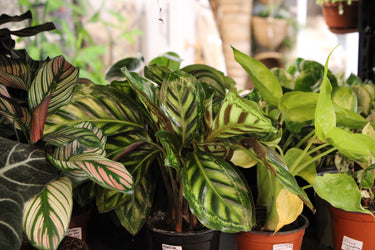 Atelier Printemps - Peinture sur cache-pot  X Caudale Poterie