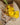 Bouquet de Tulipes