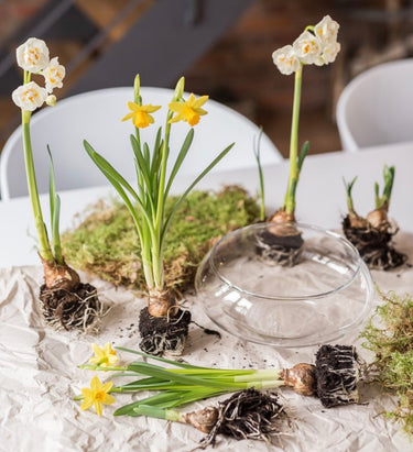 Atelier Printemps - Centre de table avec bulbes