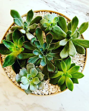 Atelier Printemps -Atelier Terrarium · Cadeau fête des mères